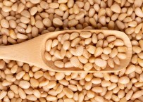 Çam Agaçlarindan Adeta Dolar Yagdi