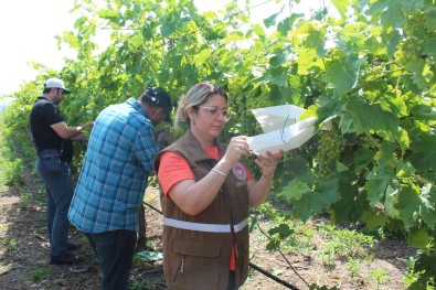 Manisa'da Üzüm Baglarina Tuzakli Koruma