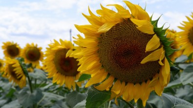 Ayçiçeginde Son 10 Yilin En Yüksek Verimi Bekleniyor