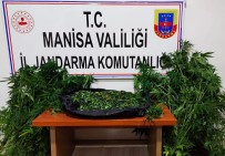 Ikametinin Bahçesinde Kenevir Evinde Esrarla Yakalandilar