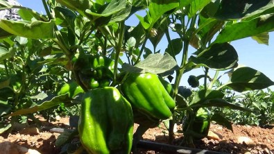 Kilis'te Aci Biber Tarlada 6 TL, Markette 15 TL'den Satiliyor