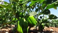 Kilis'te Aci Biber Tarlada 6 TL, Markette 15 TL'den Satiliyor