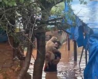 56 Köpegin Telef Oldugu O Barinakta Mahsur Kalan Köpekler Böyle Kurtarildi