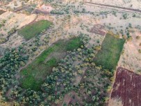 Narko Terör Operasyonunun Ilk Gününde 6 Milyonu Askin Kök Kenevir Ele Geçirildi