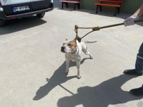 Adana'da 6 Ayda 80 Kisiye 549 Bin 613 Lira Yasakli Köpek Cezasi