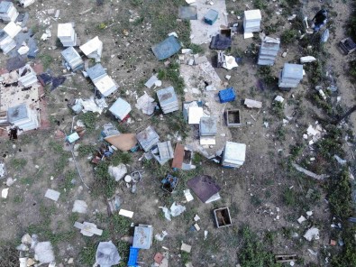 Ayilar Aç Kalinca Kent Merkezine Indi