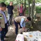 Yalova'da Vahsi Hayvanlar 17 Küçükbas Hayvani Telef Etti