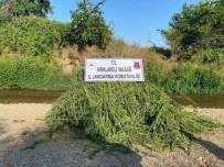 Ayçiçegi Tarlasinda 85 Bin Kök Kenevir Bitkisi Ele Geçirildi