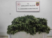 Pamuk Tarlasinda Uyusturucu Operasyonu