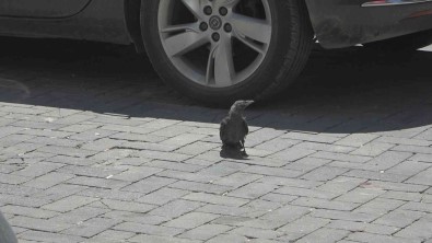 Yavru Kargayi Kurtarmak Için Esnaf Seferber Oldu