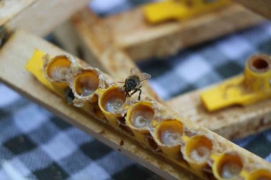 'Ari Sütü' Servet Degerinde Açiklamasi Grami 15, Kilosu 15 Bin TL