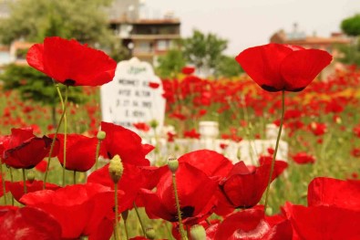 Elazig'da Gelincikler Mezarligi Kirmiziya Bürüdü