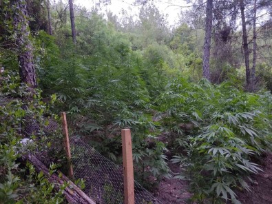 Ormanlik Alana Ekilen Kenevirlere Bakim Yaparken Suçüstü Yakandilar