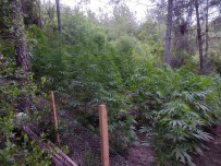 Ormanlik Alana Ekilen Kenevirlere Bakim Yaparken Suçüstü Yakandilar