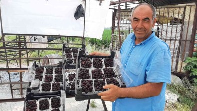 Sadece 5 Dekardan 25 Günde 300 Bin Lira Kazaniyor