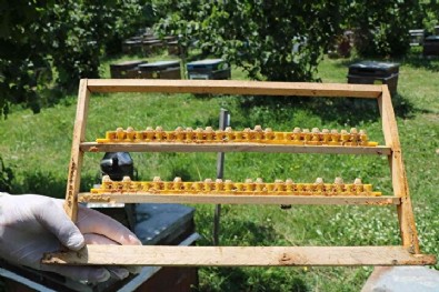 Servet değerinde: Gramı 15 kilosu 15 bin TL