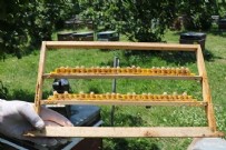 Servet değerinde: Gramı 15 kilosu 15 bin TL