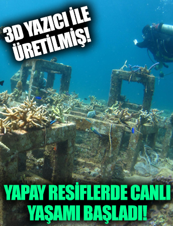 3D yazıcı ile üretilmişti: Yapay resiflerde canlı yaşam başladı