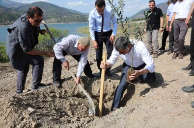 Osmancik Asagizeytin Köyüne 3 Bin Zeytin Fidani Dikildi