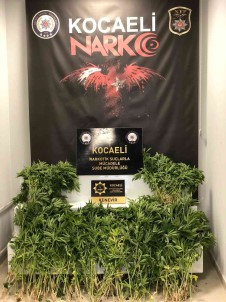 Daglik Alanda Ekili 513 Kök Hint Keneviri Ele Geçirildi