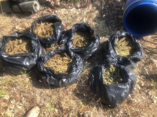 Terörün kökü kuruyacak: Bir ton esrar, 2 milyon 144 bin kök kenevir ele geçirildi