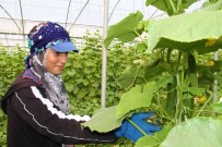 Elazig'da 45 Derece Altinda Salatalik Hasadi