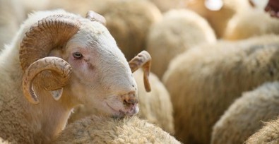 Kızılay kurban bedellerini açıkladı!