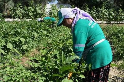 Adabahçe'de Yaz Bereketi Yasaniyor