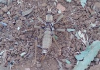 Çukurca'da Dev Çekirge Görüntülendi