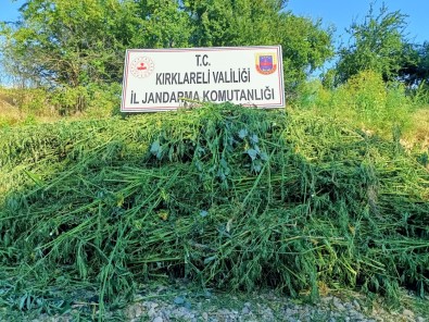 Jandarma Drone Ile Tespit Etti Açiklamasi 661 Bin Kök Kenevir Yakalandi