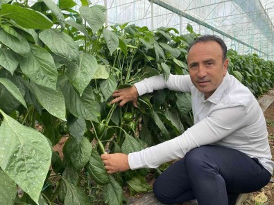 Kaliforniya Biberinde Ürün Açigini Burdurlu Üreticiler Kapatacak