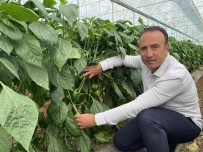 Kaliforniya Biberinde Ürün Açigini Burdurlu Üreticiler Kapatacak