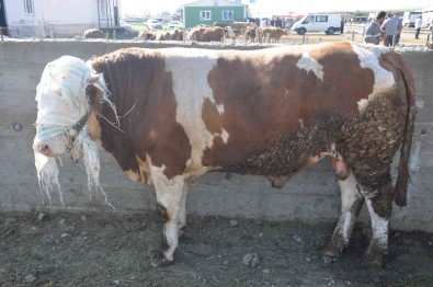 Kars Hayvan Pazari'nin Gözdesi 800 Kiloluk Pasa