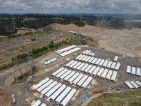 Sultangazi'de Kurban Bayrami Öncesi Saticilar Hayvan Pazarinda Yerini Aldi