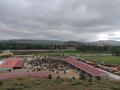 Yildizeli Canli Hayvan Pazari Hizmete Girdi