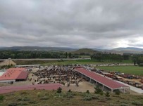 Yildizeli Canli Hayvan Pazari Hizmete Girdi