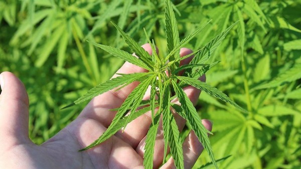 Rize'de kenevir fabrikası kurulacak!