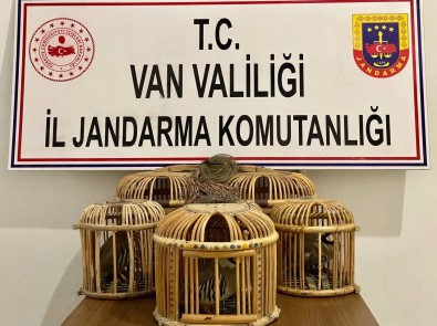 Baskale'de 5 Adet Canli Keklik Yakalandi