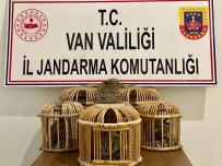 Baskale'de 5 Adet Canli Keklik Yakalandi