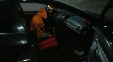 Elazig'da Dedektör Köpegi 'Alex' Uyusturucu Tacirlerine Geçit Vermedi Açiklamasi 5 Gözalti