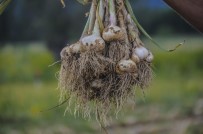 4 Bin Ailenin Gelir Kapisi 'Beyaz Altin' Tasköprü Sarimsaginin Hasat Dönemi Basladi