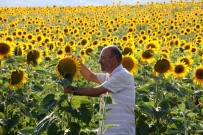 Devletin Tohum Destegiyle Araziler Sariya Büründü