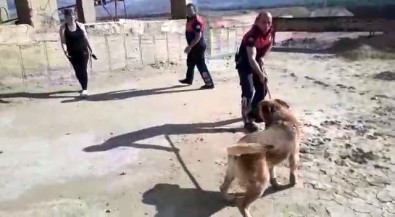 Erzincan'da Bos Havuza Düsen Köpek, Itfaiye Ekiplerince Kurtarildi