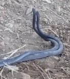 Batman'da Yilanlarin Büyüleyen Dansi Cep Telefonu Kamerasiyla Görüntülendi