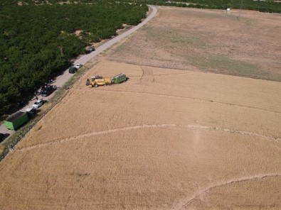 Malatya'da Ekilen Yeni Bugday Türünden Yüksek Verim Alindi