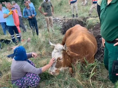 Su Kuyusuna Düsen Inek, 40 Dakikalik Çalismayla Kurtarildi