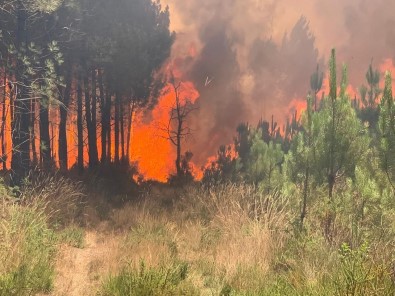 Fransa'daki Orman Yanginlarinda Yaklasik 4 Bin Hektar Alan Kül Oldu