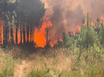 Fransa'daki Orman Yanginlarinda Yaklasik 4 Bin Hektar Alan Kül Oldu