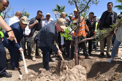 251 Kahramanin Adina 251 Zeytin Fidani Dikildi
