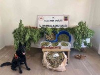 Ayakkabi Kutularindaki Esrari Dedektör Köpek Buldu